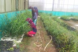 Tinggi minat petani Banten  menanam jahe selama pandemi