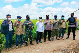Presiden Jokowi kunjungi "food estate" Kalteng pekan III Februari