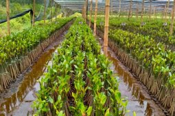 Fisheries Ministry builds mangrove nursery in Pasuruan, E Java