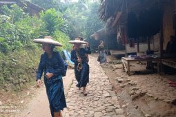Padi gogo di Lebak jadi andalan ketahanan pangan