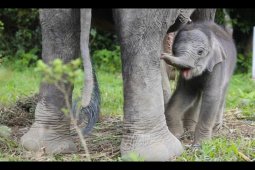 Anak gajah sumatera lahir  di pusat latihan satwa Tangkahan