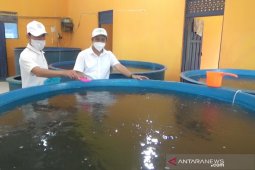 Permintaan benih ikan air tawar meningkat tajam