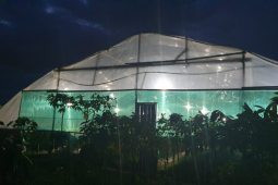 Listrik dorong pertumbuhan bisnis agriculture hidroponik di Siantan