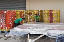 Balai Karantina Padang sertifikasi manggis ekspor senilai Rp32,88 miliar
