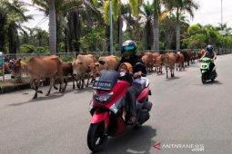 Pusat perkantoran di Nagan Raya masih dipenuhi ternak sapi