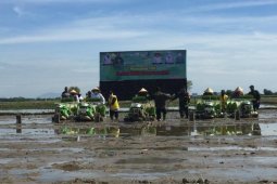 Ini cara Aceh Besar tingkatkan produksi padi
