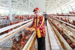 Cabai rawit picu inflasi di Kotabaru