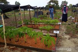 PT Timah kembangkan porang di lahan bekas tambang Babel