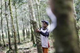 Harga getah karet di OKU Sumsel turun jadi Rp4.500/Kg
