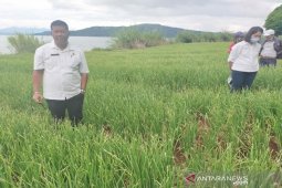 Pemkab Taput targetkan 100 hektare pertanaman bawang merah di 2021