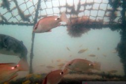 PT Timah telah tenggelamkan ribuan unit artificial reef di laut Babel
