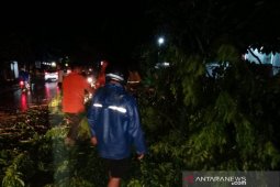 Angin kencang tumbangkan puluhan pohon jalan raya Denpasar-Gilimanuk