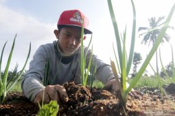 Erupsi Gunung Raung: Ratusan hektare lahan pertanian di Banyuwangi terdampak abu vulkanik