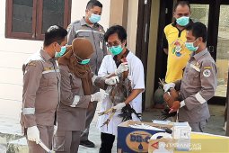 Bea cukai musnahkan puluhan ekor ayam selundupan