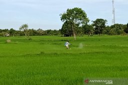 Penajam bersiap jadi daerah tumpuan pangan Ibu Kota Nusantara