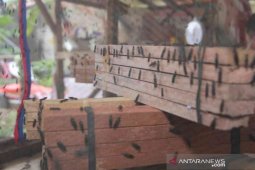 Petani maggot di Bekasi raup omzet Rp12 juta sebulan