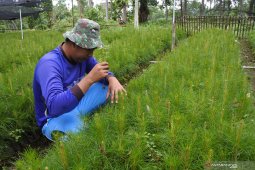 Persemaian Bibit Pohon Perhutani