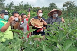 Bupati Tanjabbar  dan SKK Migas-PetroChina panen hasil pertanian organik di TPA Lubuk Terentang.