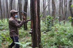 Petani Tutupi Wadah Getah Pinus