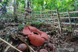 Bunga Rafflesia Arnoldii mekar di Selupu Rejang