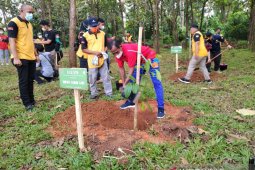 Tanah Laut tanam 1.800 bibit ulin