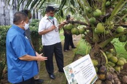 Gorontalo kerja sama dengan Balit Palma untuk pengembangan kelapa