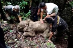Belum ada vaksin cegah EEHV penyebab kematian anak gajah