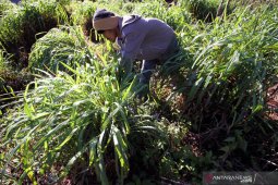 Petani Gayo Lues kurang gairah urus kebun serai wangi, ini penyabnya