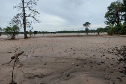Puluhan hektare padi HST Kalsel siap panen tertimbun "bulanak"