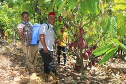 Cara Abusyik demontrasikan pupuk alami kepada petani Bireuen