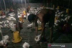 Harga ayam potong di tingkat peternak Bangka turun