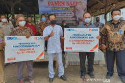 Sinerji BNI-Jasindo bantu peternak Babel
