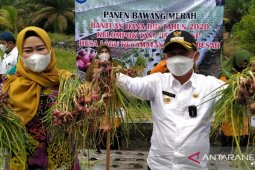 Pemkab Bangka kembangkan budi daya bawang merah