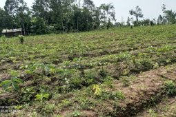 Petani Lebak kembangkan tanaman porang