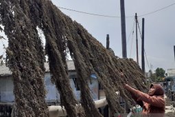 Mengenal lebih dekat Pulau Amat Belanda bekas lokalisasi