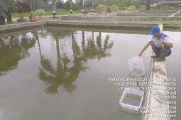 Dinas Perikanan Tabalong fungsikan BBI Jaro
