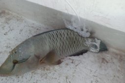 Ikan langka jenis napoleon hasil tangkapan ilegal berhasil diselamatkan