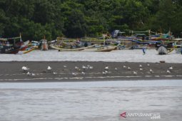 Universitas Jember berpartisipasi dalam Asian Waterbird Cencus Indonesia 2021