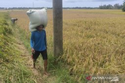 Harga gabah kering panen anjlok di Aceh Barat Daya