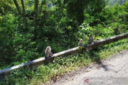 Saat kera menjadi daya pikat wisatawan, ini alasannya