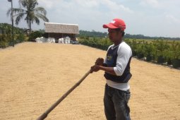 Masuk panen, Perum Bulog Lebak-Pandeglang maksimalkan penyerapan gabah petani