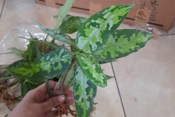 Perusahaan bunga di Aceh ekspor aglaonema ke Jepang
