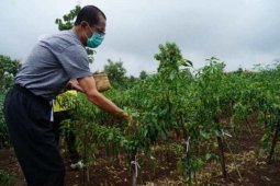 Bupati Magetan mendorong petani cabai perluas lahan tanam