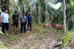 Pelaku pencurian empat ekor lembu betina ditangkap Polsek Besitang