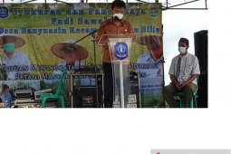 Produksi bawang merah di Bangka mencapai 8,9 ton per tahun