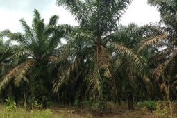 Di tengah pandemi COVID-19, harga tandan buah sawit di Mesuji naik