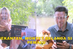 Bekantan, Monyet Belanda si  Pemalu.. podcast bersama Amalia Rezeki