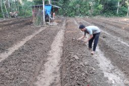Petani Balangan berharap bimbingan Pemkab kembangkan tanaman Melon