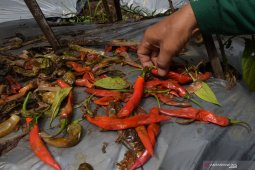 Hama Serang Cabai Petani di Madiun