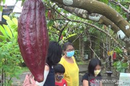 Tabanan miliki wisata "Desa Cokelat Bali" (video)